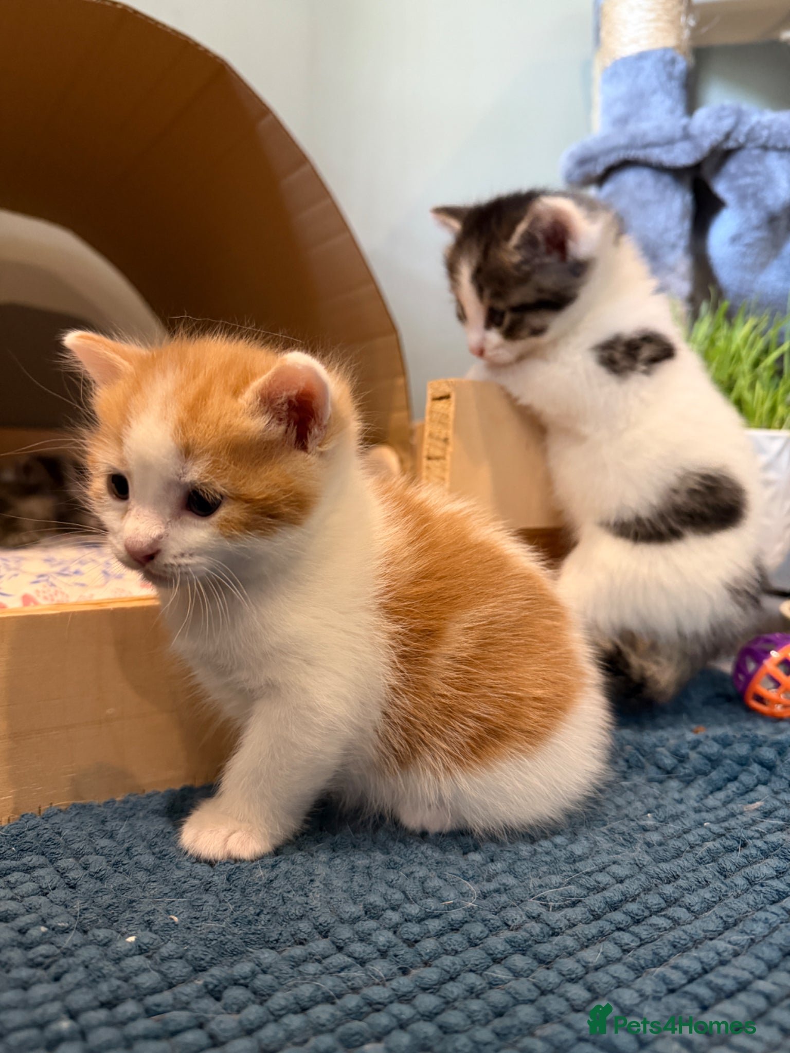 Mixed Breed cats Gorgeous Little Ginger Boy - Advert 14