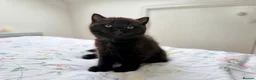 British Shorthair cats for sale: 2 female GCCF British short hair kittens - Advert 18