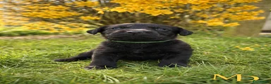 Labrador Retriever Puppy 10