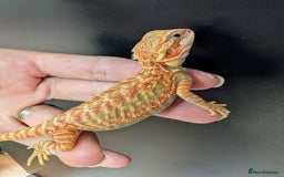 Bearded Dragon reptiles for sale: Baby Bearded Dragons ready now.  - Image 8