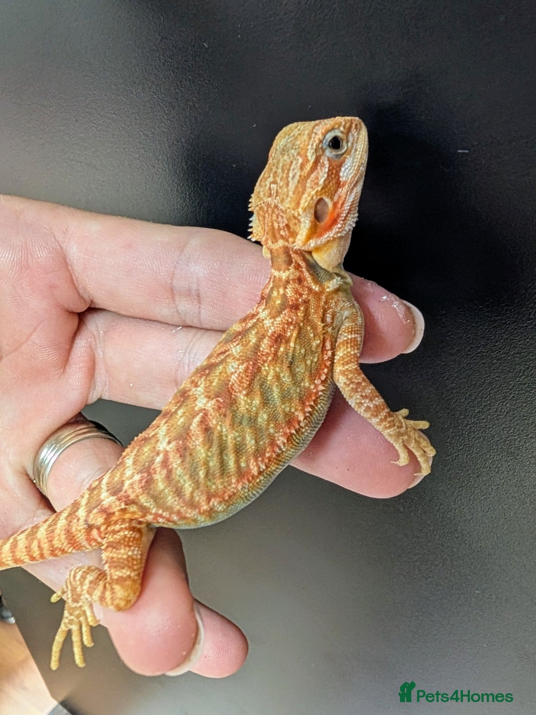 Bearded Dragon reptiles for sale: Baby Bearded Dragons ready now.  - Image 8