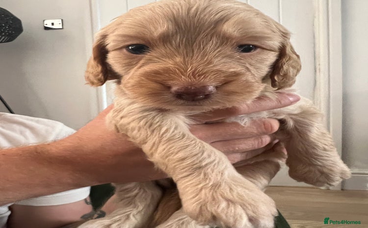 Cockapoo dogs - Advert 3
