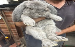 French Lop rabbits for sale: Pure French lop baby bunnies for sale  - Image 5