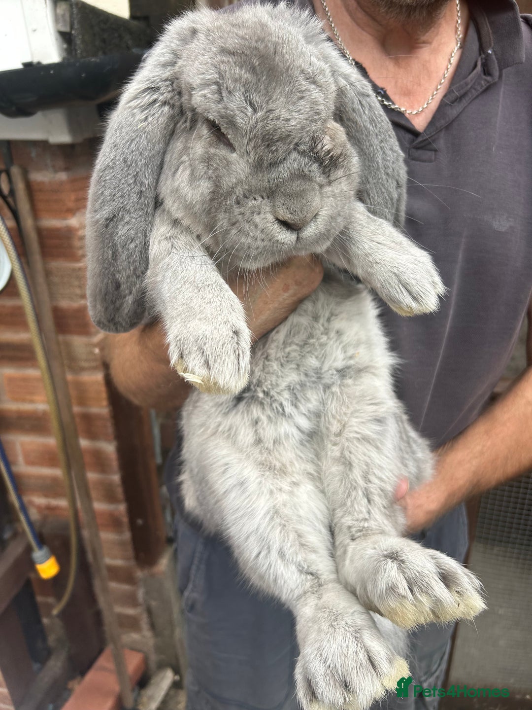French Lop rabbits for sale: Pure French lop baby bunnies for sale  - Image 5