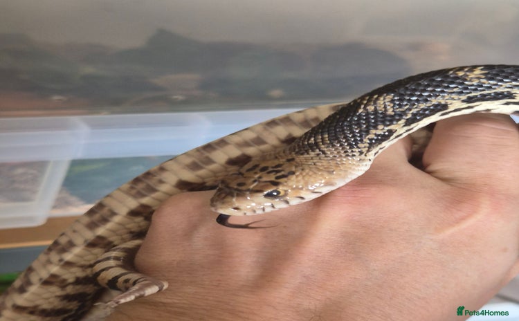 Snake reptiles - Advert 4