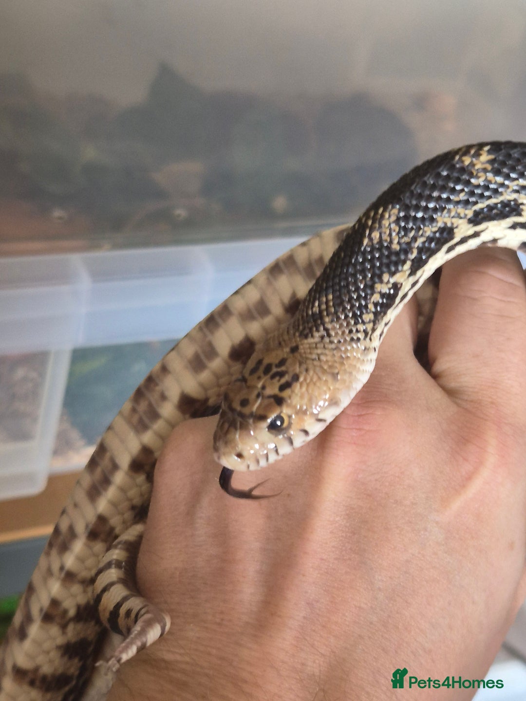 Snake reptiles for sale: Bullsnake for sale - Image 1