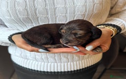 Miniature Dachshund dogs for sale: Miniature long-haired dachshunds - Image 8