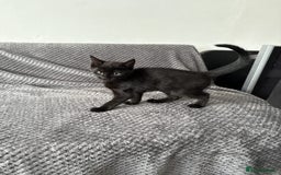 Domestic Shorthair cats for sale: Adorable Black Kitten Looking for a Loving Home - Image 4