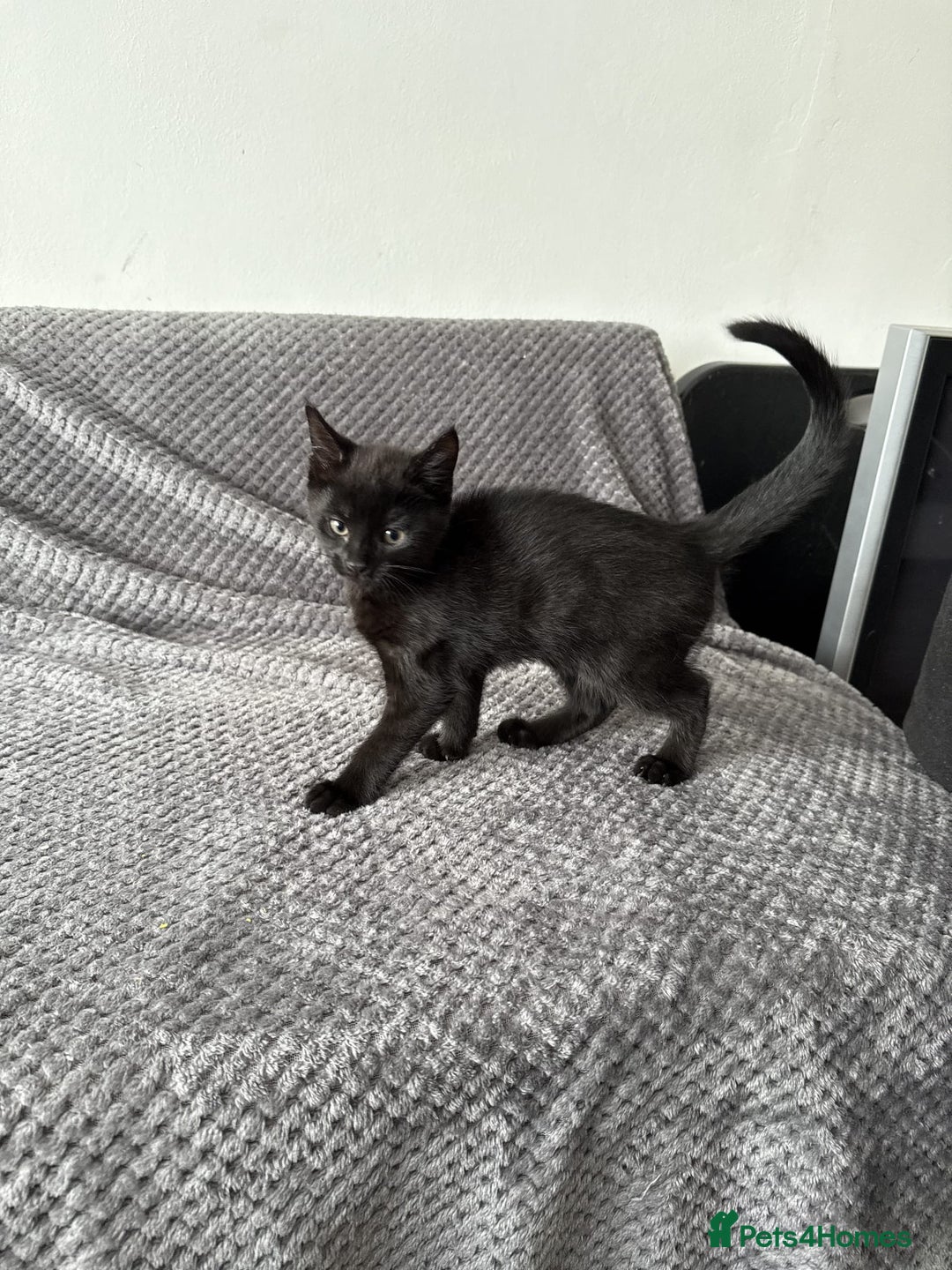 Domestic Shorthair cats for sale: Adorable Black Kitten Looking for a Loving Home - Image 4