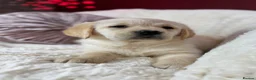 Goldador dogs for sale: Extensively Health tested, Chunky, Great with kids - Advert 4