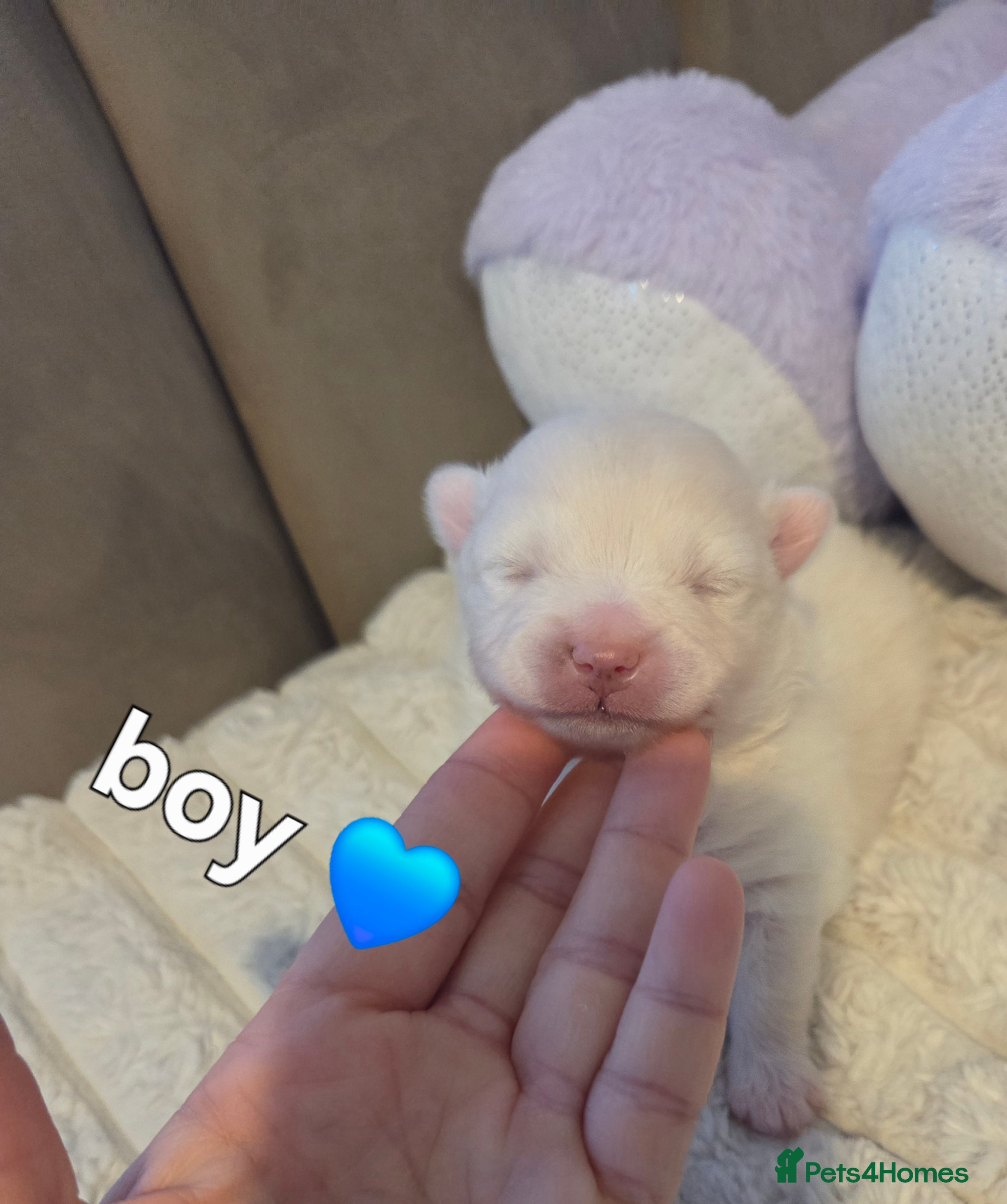 Pomeranian dogs Our beautiful litter of rainbow poms  - Advert 1