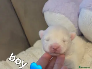 Pomeranian dogs Our beautiful litter of rainbow poms - Advert 2