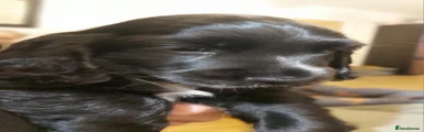 Cocker Spaniel 2