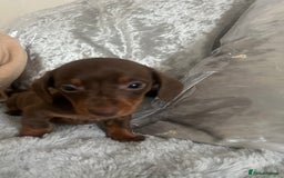 Dachshund dogs for sale: Outstanding dachshund puppies - Image 6