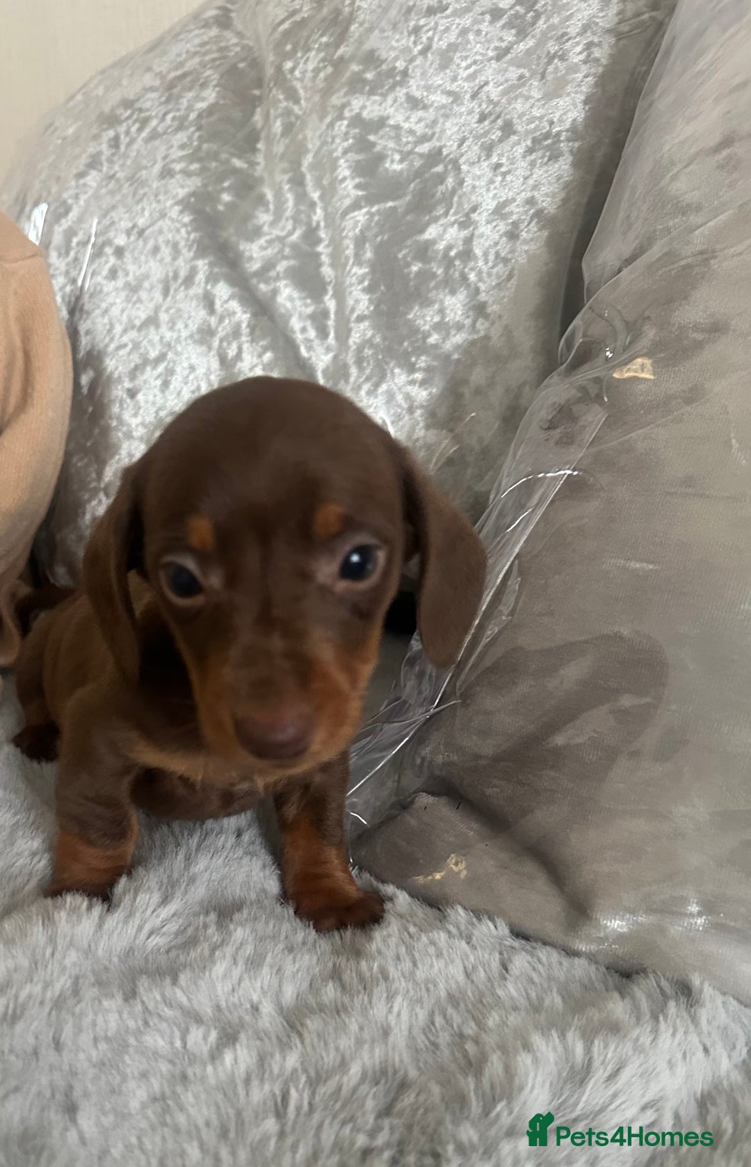 Dachshund dogs for sale: Outstanding dachshund puppies - Image 6