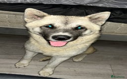 Mixed Breed dogs for sale: Half Japanese Half American Akita - Image 1