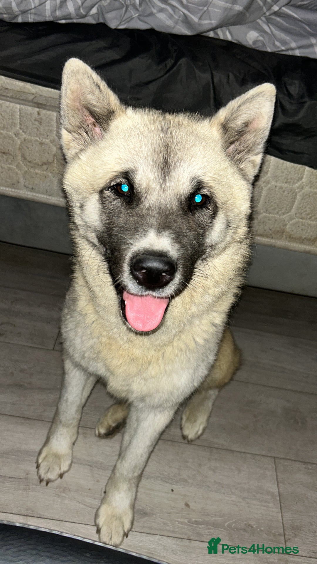 Mixed Breed dogs for sale: Half Japanese Half American Akita - Image 1