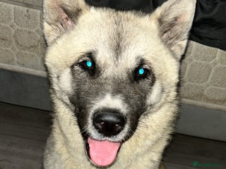 Mixed Breed dogs - Advert 1
