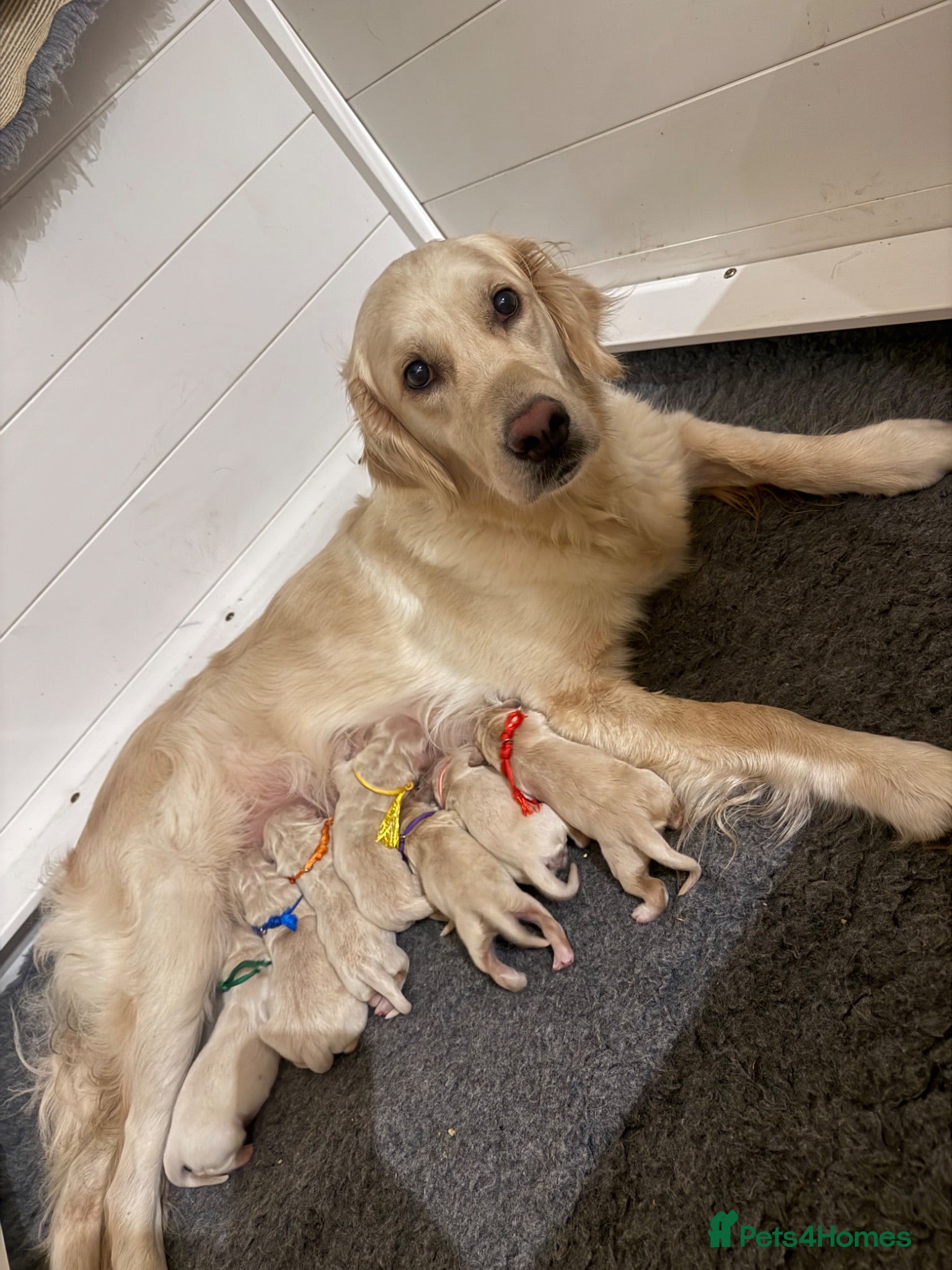 Golden Retriever dogs Health tested, KC reg Golden retriever puppies - Advert 1