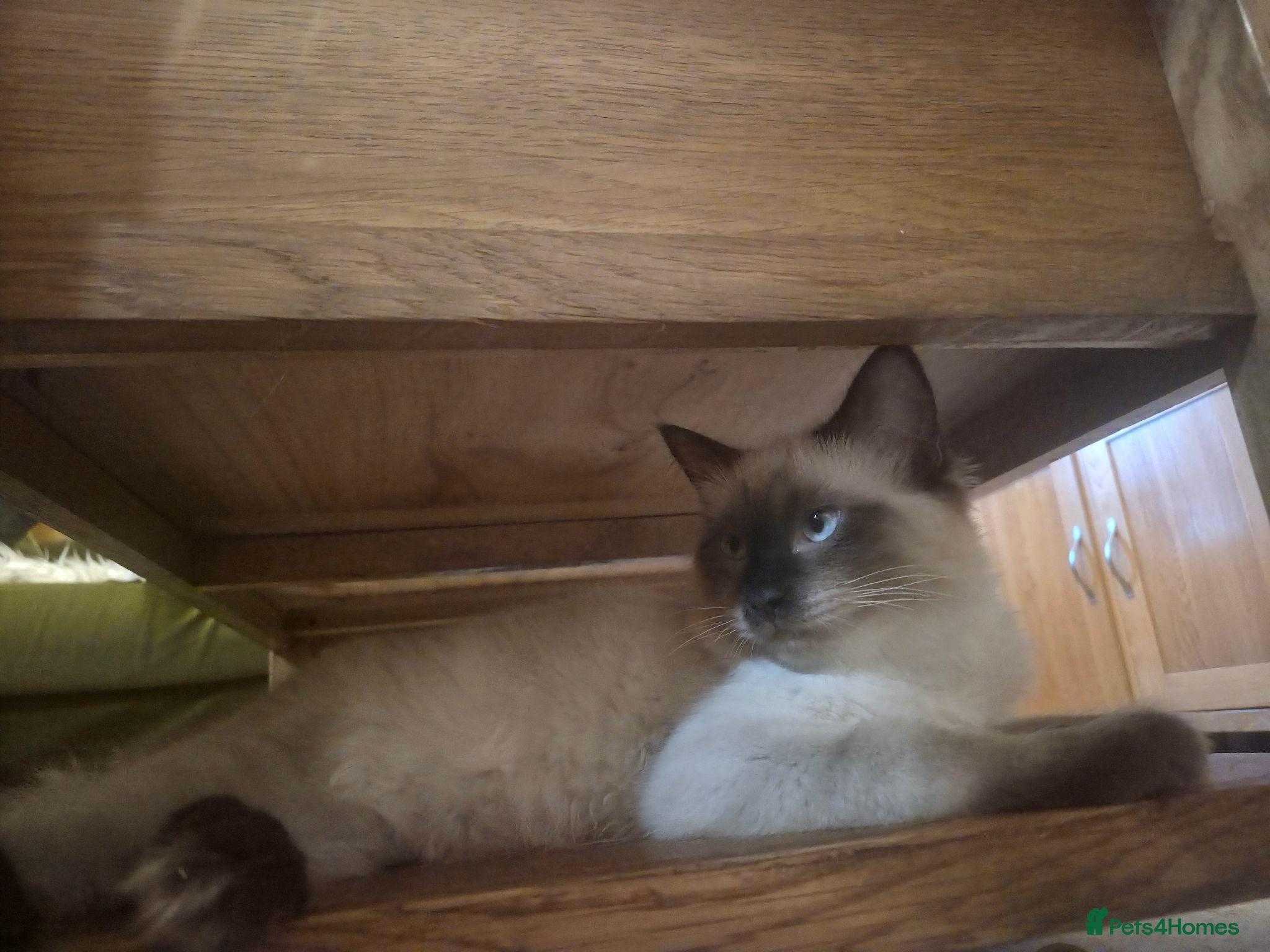 Ragdoll cats 1 gorgeous fluffy male ragdoll kittens - Advert 10