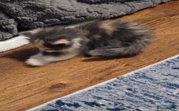 Mixed Breed cats for sale: Mix breed kittens  - Image 8