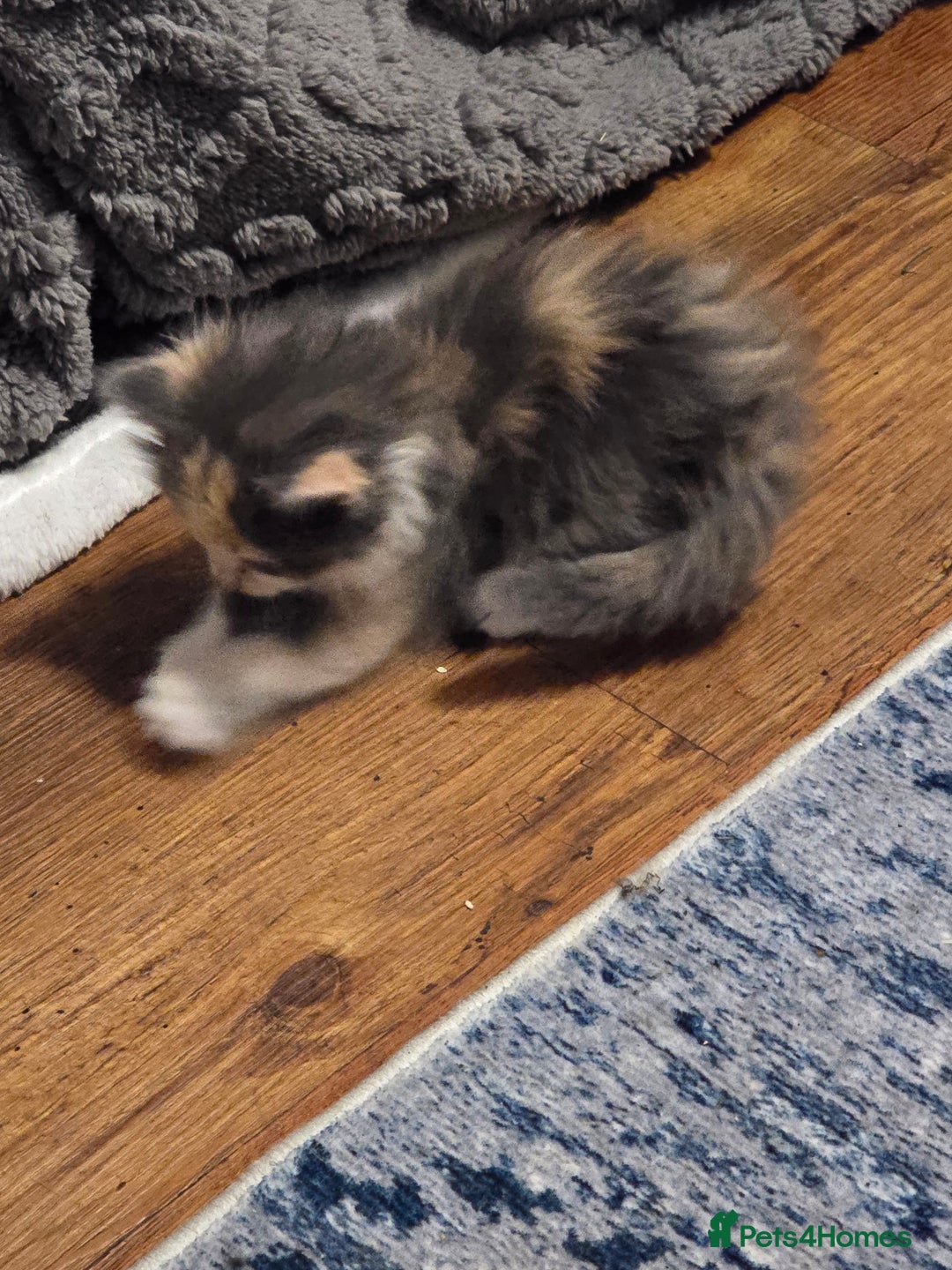 Mixed Breed cats for sale: Mix breed kittens  - Image 8