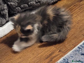 Mixed Breed cats for sale - Advert 1