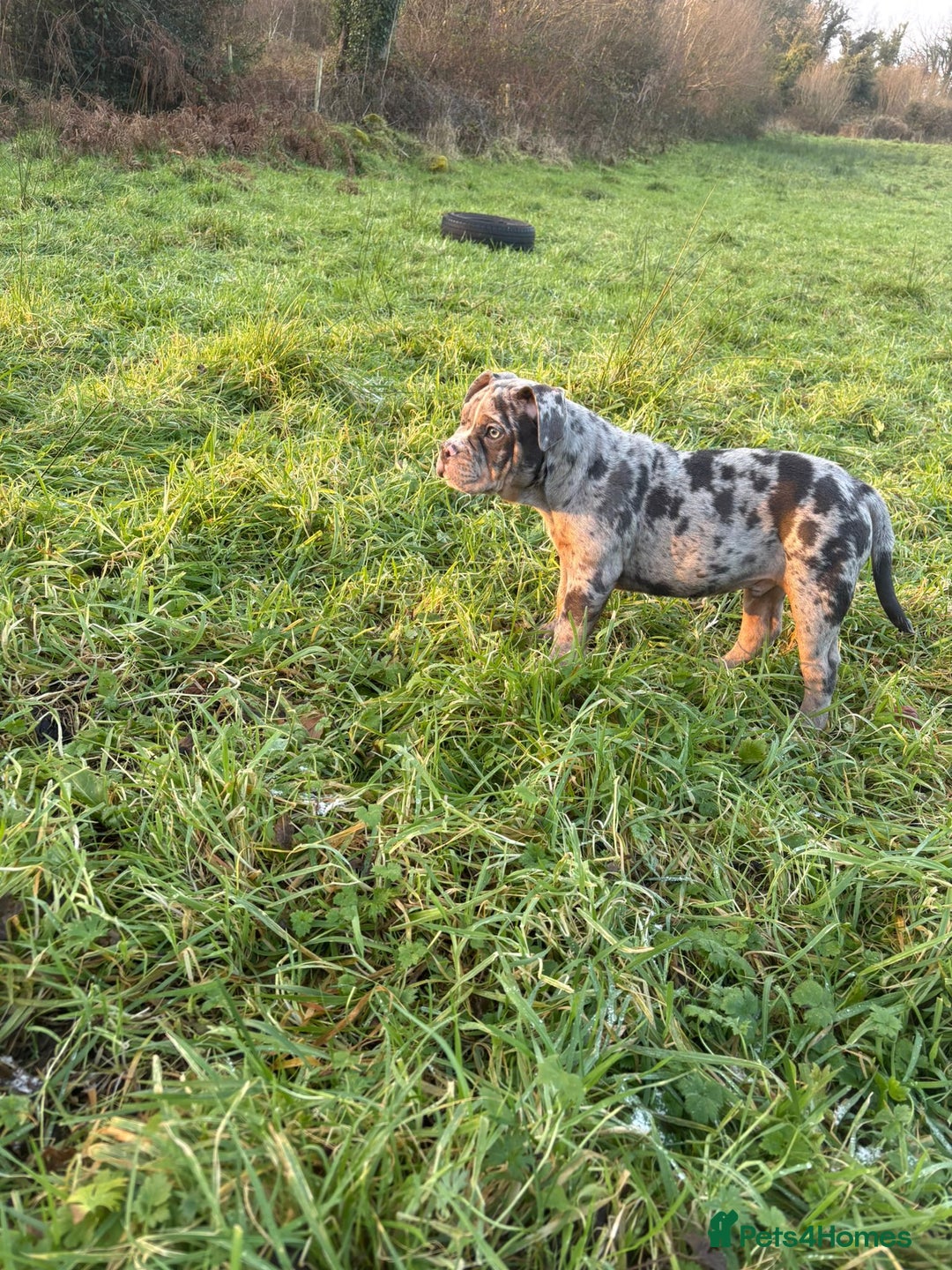 Olde English Bulldogge dogs for sale: 3 male puppy Olde English Bulldogges left - Advert 25