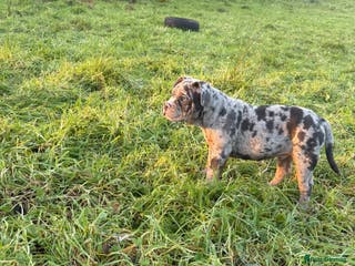Olde English Bulldogge dogs 3 male puppy Olde English Bulldogges left - Advert 15