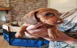 Miniature Dachshund dogs for sale: Miniature Dachshund Puppies  - Image 6