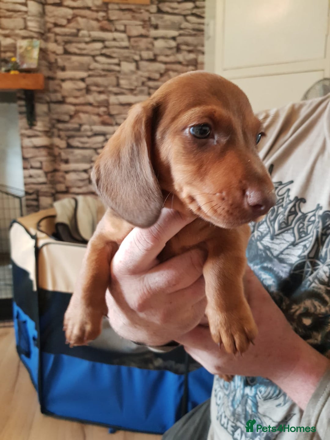 Miniature Dachshund dogs for sale: Miniature Dachshund Puppies  - Image 6