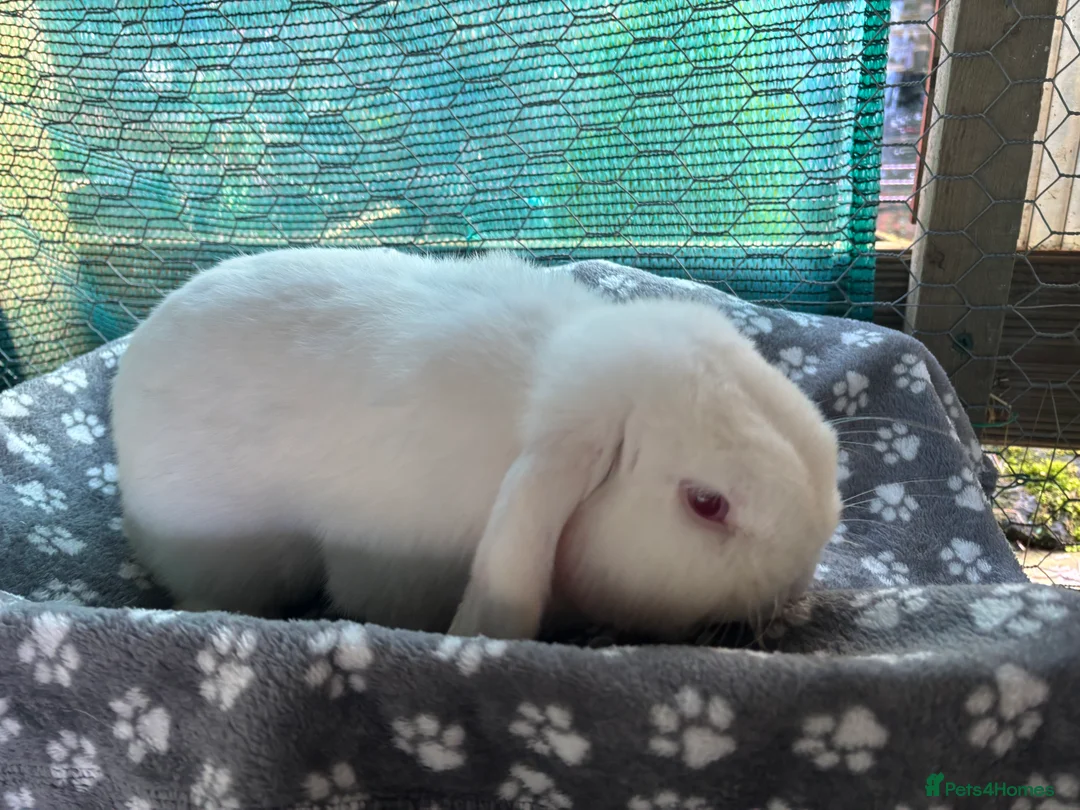Mini Lop rabbits for sale: Mini lop male  - Advert 3