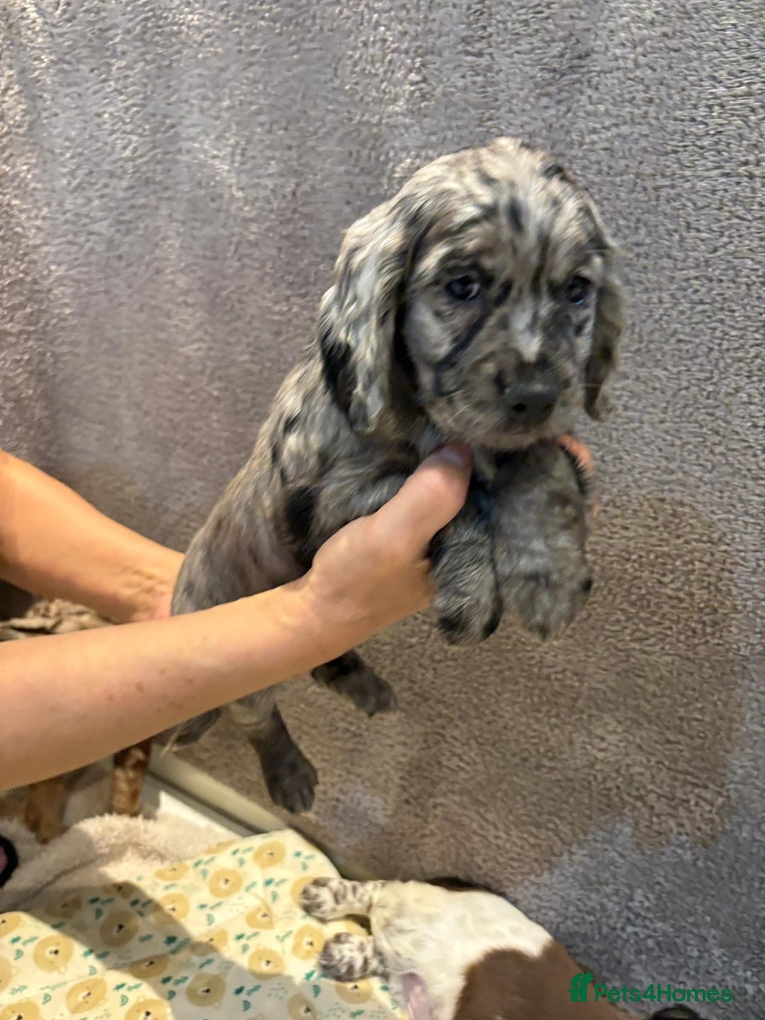 Cocker Spaniel dogs for sale: Pedigree show kc parents DNA health tested    - Advert 7