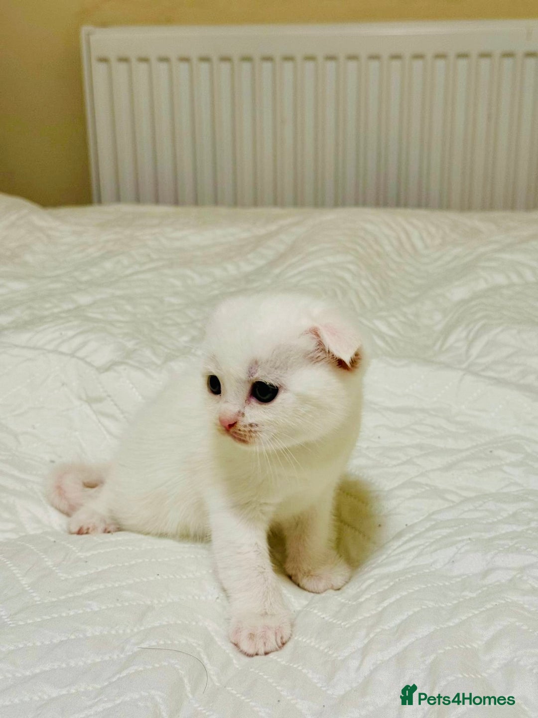 Scottish Fold cats for sale: Scottish Fold & Straight Kittens for Sale - Image 2