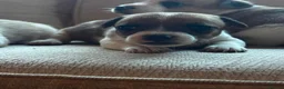 Jack Russell dogs for sale: Beautiful Jack Russell puppies in Robertsbridge - Advert 6