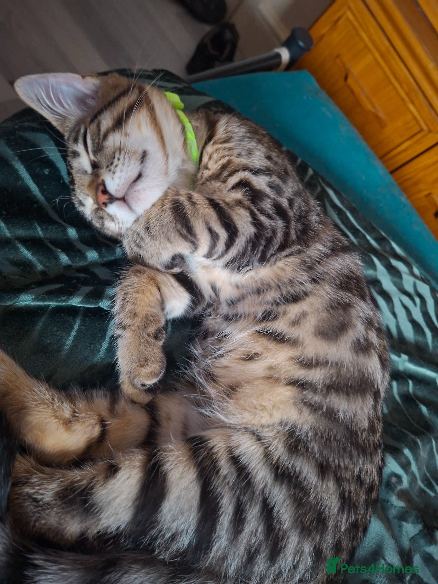 Mixed Breed cats 4 cool boys, ready to move in with their owner. - Advert 6