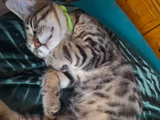 Mixed Breed cats 4 cool boys, ready to move in with their owner. - Advert 6