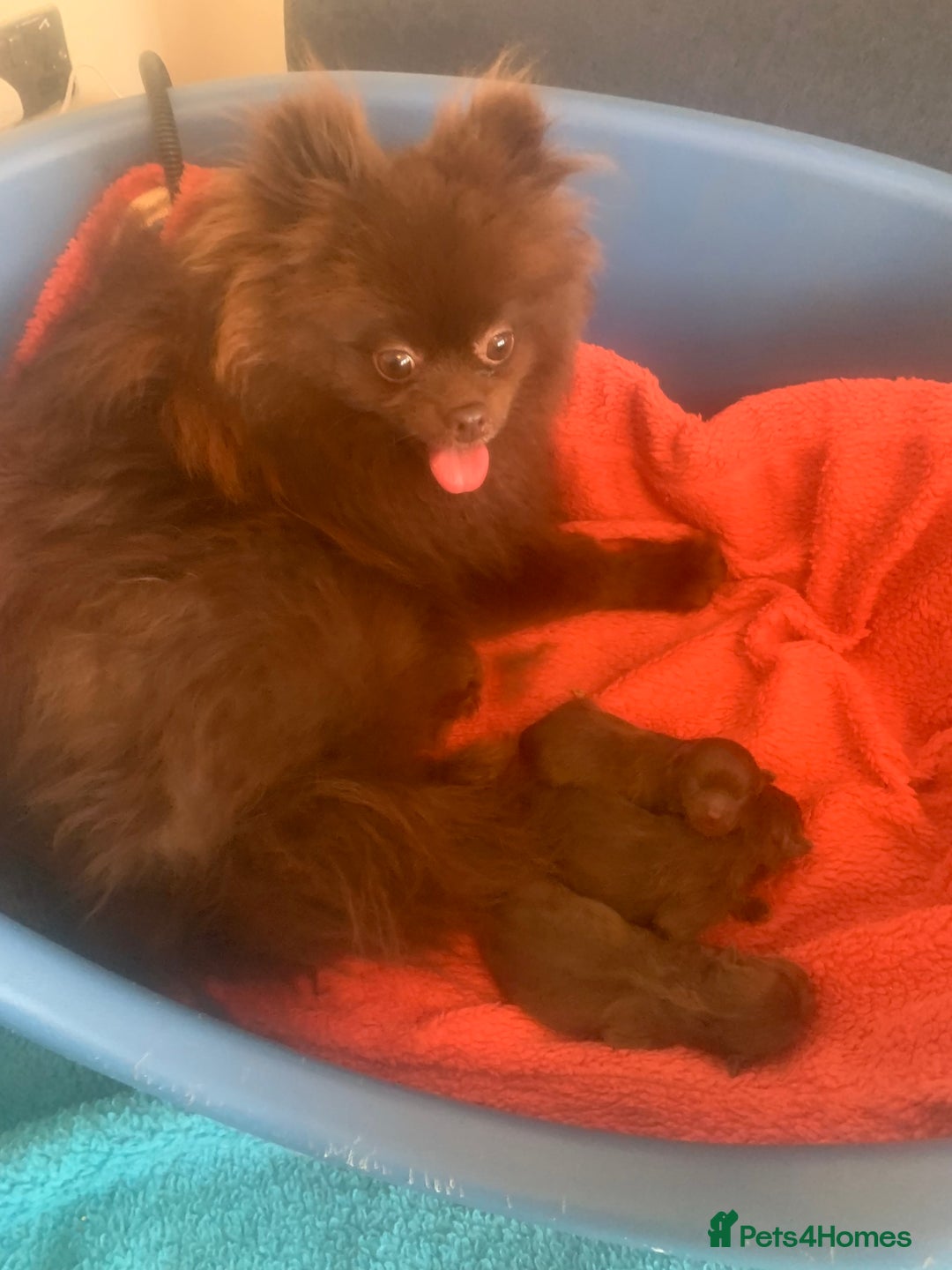 Pomeranian dogs for sale: 3 CHOCOLATE BROWN BEAR POMERANIAN PUPPY’S - Image 20