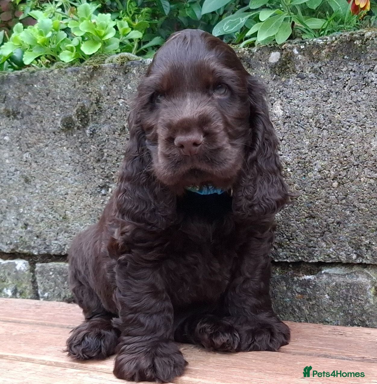 Cocker Spaniel dogs Show type KC Reg Cocker Spaniel Puppies Available - Advert 4
