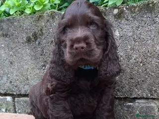 Cocker Spaniel dogs Show type KC Reg Cocker Spaniel Puppies Available - Advert 4