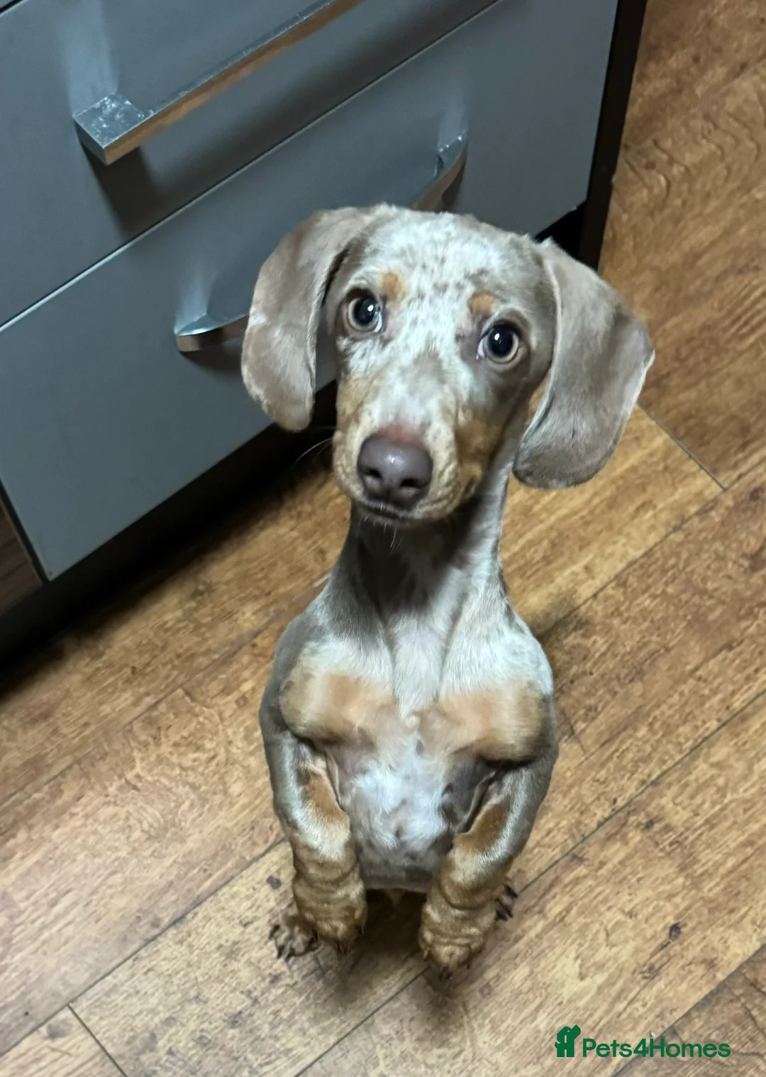 Dachshund dogs for stud: KC REGISTERED DAPPLE DACHSHUND FOR STUD in Newcastle - Advert 3