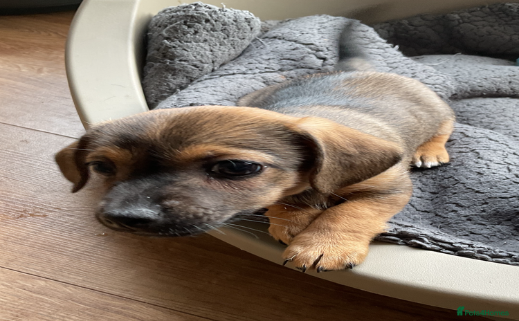 Chihuahua dogs - Advert 1