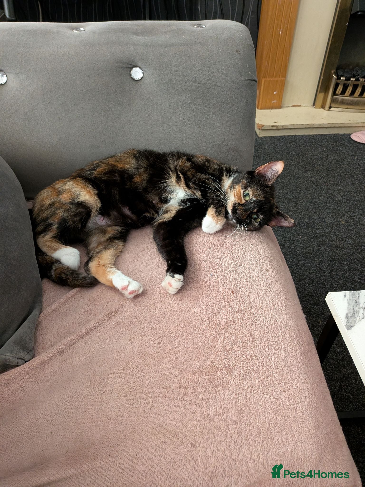 Mixed Breed cats Kittens for sale - Advert 18