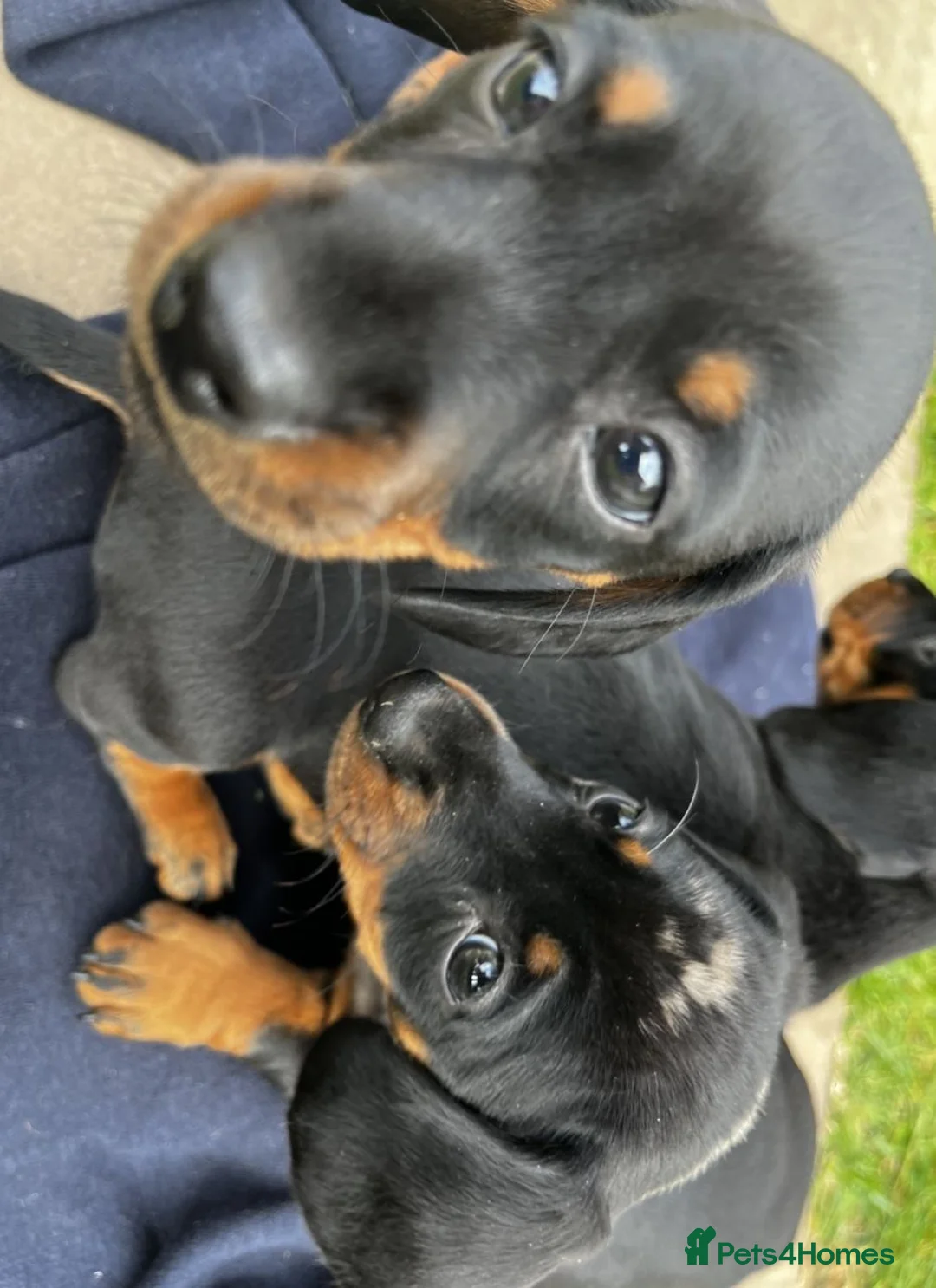 Miniature Dachshund dogs for sale: STUNNING MINIATURE DACHSHUND PUPPIES in Leicester - Advert 1