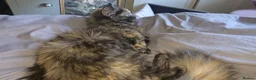 Munchkin cats for sale: Loving munchkin for sale - Advert 17