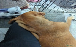 Mixed Breed dogs for sale: Medium size dog  - Image 7