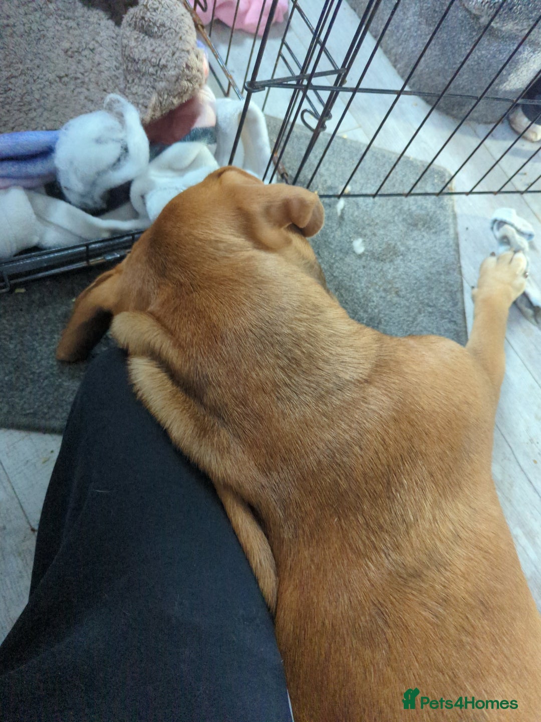 Mixed Breed dogs for sale: Medium size dog  - Image 7