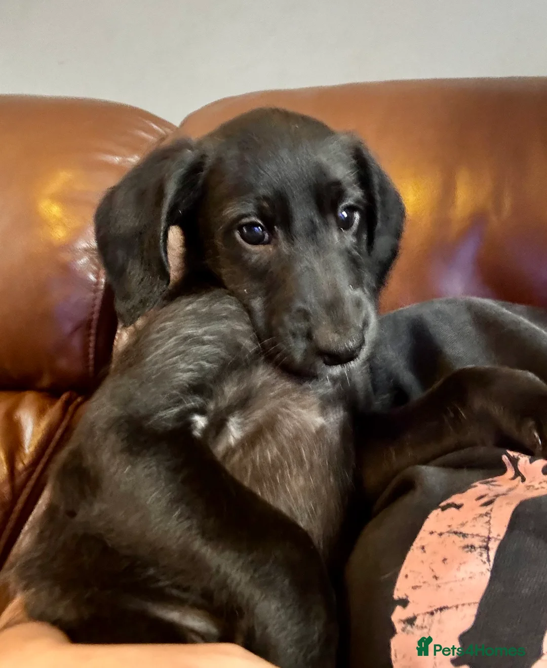 Mixed Breed dogs for sale: Whippet x Poodle READY NOW - Advert 4