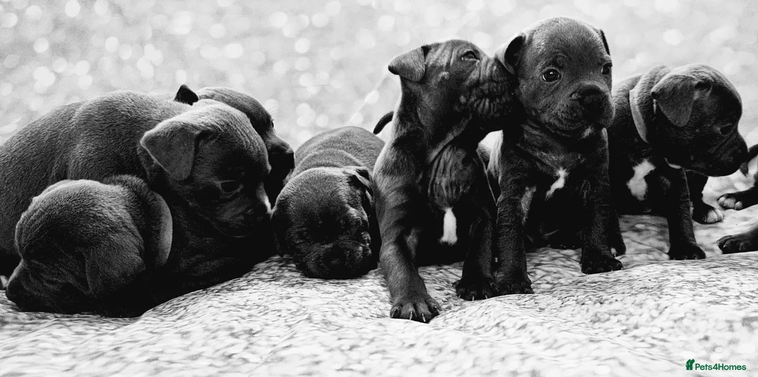 Staffordshire Bull Terrier dogs for stud: Stud  in Godalming - Advert 5