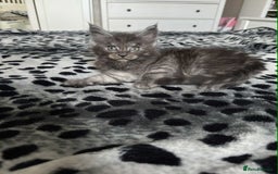 Maine Coon cats for sale: BEAUTIFUL FULL MAINE COON KITTENS AVAILABLE NOW 🐱 - Advert 19